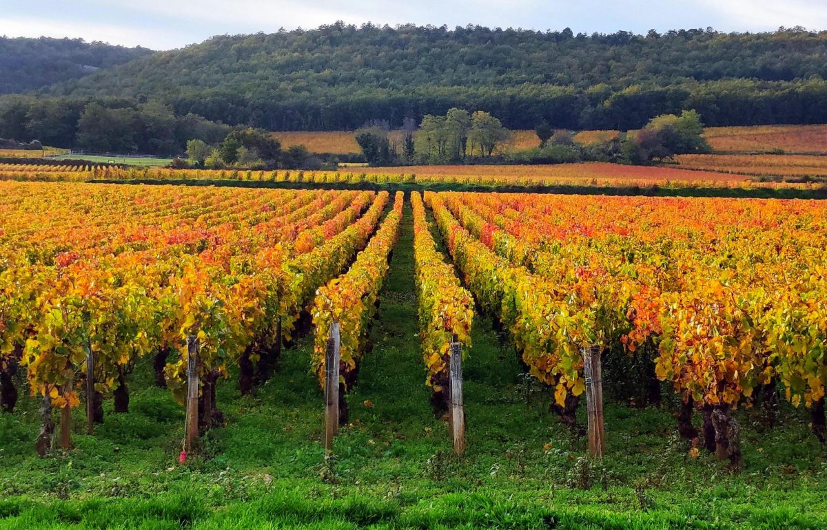 Vignes - Vignobles - Chateau de Marsannay - Stéphane Pochard
