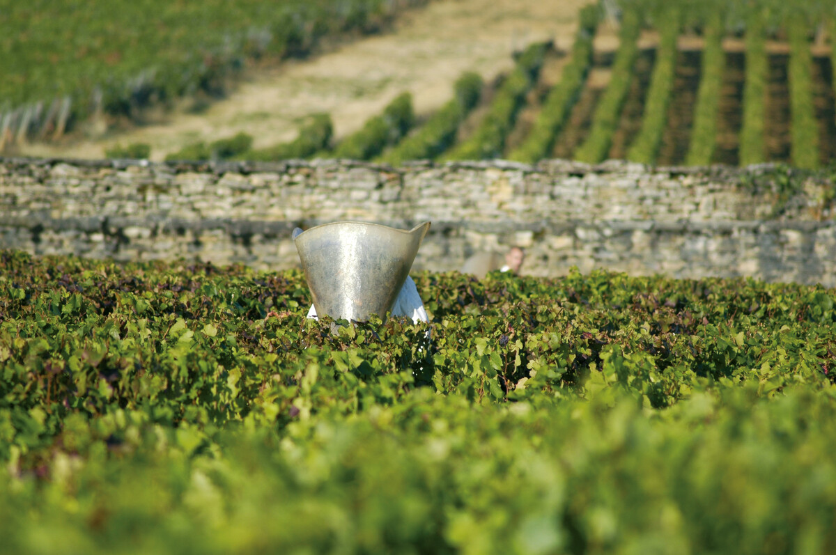 Découverte vignoble bourguignon