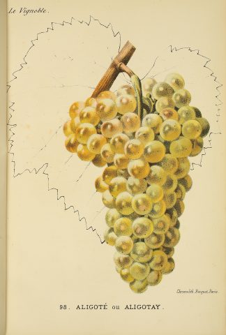 Visites commentées « Cet été la bibliothèque s’acclimate : vignes et vins dans les collections » – Le Mois des Climats - 0