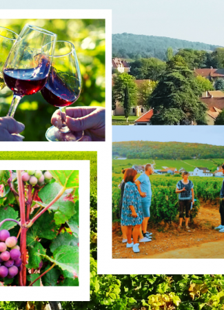Clos de bourgogne, découverte des secrets « vigne et vin »