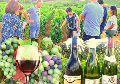 Clos de bourgogne, ateliers découverte « vigne et vin » - 1